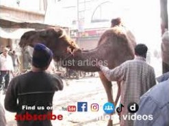 female camel qurbani in bakhtewala gujranwala