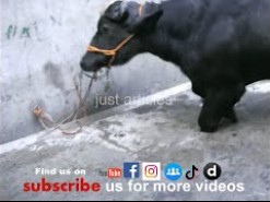 black bull qurbani in gujranwala 2008