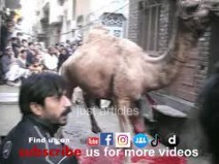 camel qurbani in bakhtewala 2008
