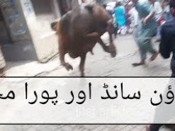 ایک براؤن سانڈ اور پورا محلہ // cow qurbani in gujranwala 2019