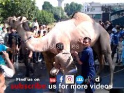 camel qurbani in b3 wapda town 2013