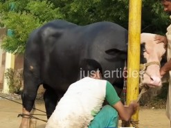 Buffalo Qurbani 2019