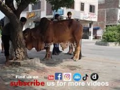 COW QURBANI IN CITI HOUSING GUJRANWALA
