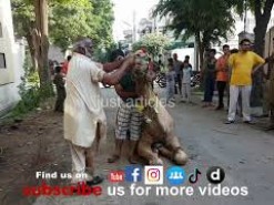 camel qurbani in b2 2017 gujranwala