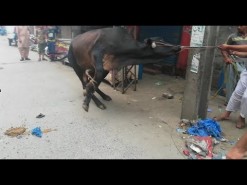 dangrous cow qurbani in bakhtewala 2017