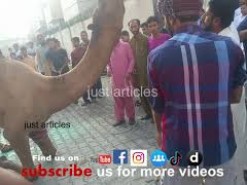 camel qurbani in b3 gujranwala 2015