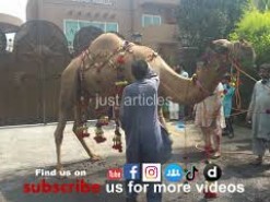 camel qurbani in A2 gujranwala 2015