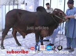 cow qurbani in peoples colony 2006