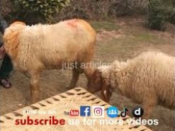 bakra qurbani in peoples colony gujranwala 2006