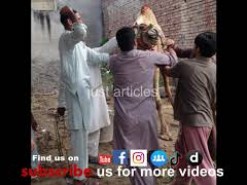 female camel qurbani in b4 gujranwala