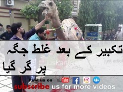 camel qurbani in a2 2017 gujranwala