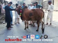 cow qurbani in bakhtewala 2019 gujranwala