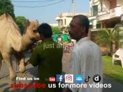 camel qurbani in a2 near marriage hall 2015
