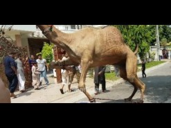 Camel Qurbani Main Road Wapda Town