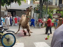 A Beautiful Camel Qurbani in 2019