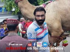 Camel Qurbani in Gujranwala C2