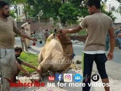 Camel Qurbani C2 Gujranwala