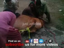 cow qurbani in gujranwala Pakistan 2015