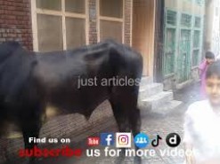 Black Cow Qurbani in Bakhtewala Gujranwala