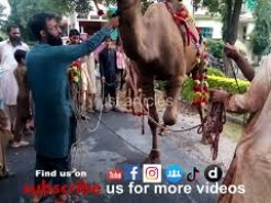 Camel qurbani 2019 in Gujramwala A1