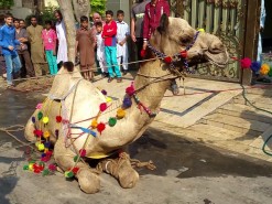 Latest Camel Qurbani in A1 2019 Gujranwala