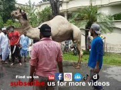 Camel Qurbani Near Marriage Hall Gujranwala