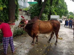 Heavy brown cow ki qurbani 2020 4K video