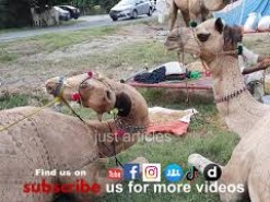 ount ne nakail torne ke bad dobara nakail dalte huwe