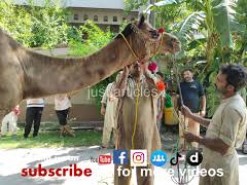 Beautiful camel qurbani B2 2020