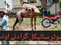 rassi ke bgair ounth ki qurbani in gujranwala  2020