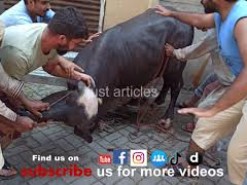 buffalo qurbani 2020