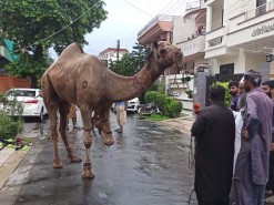 Camel qurbani 2020 in A1 wapda town