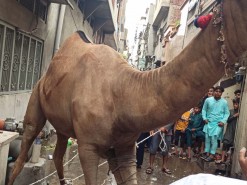 Camel Qurbani in city area 2020