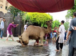 Latest camel Qurbani 1st day 2020