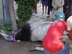 Beautifull Bull Qurbani 2020 wapda town gujranwala