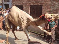 camel qurbani in gujranwala 2020 city