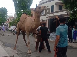Camel Qurbani By Expert Qasai 2020 Gujranwala