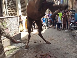 gujranwala camel qurbani 2020 bakhtewala