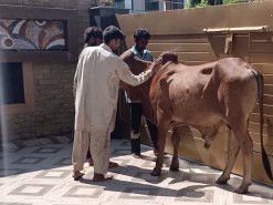 cow qurbani in wapda town 2020