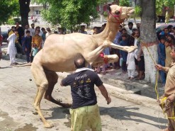 camel qurbani in wapda town A1 2020 gujranwala
