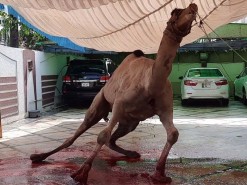 beautiful camel qurbani 2020 wapda town