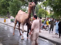 2020 camel qurbani A1 main road