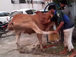 very sharp cow qurbani in wapda town 2020