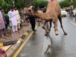 camel qurbani 2020 gujranwala wapda town
