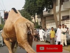 2014 HD رسی کے بغیر اونٹ کی قربانی // camel slaughter Eid
