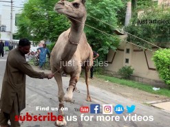 camel qurbani 2019 in gujranwala A2
