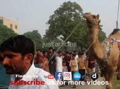 beautiful camel qurbani in gujranwala 2014