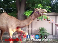 camel qurbani b2 wapdatown 2015