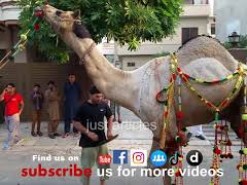 heavy camel qurbani in b2 2015