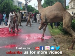 best camel qurbani 2017 in a2 gujranwala